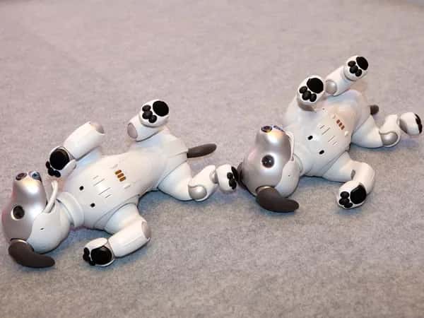Aibo — два робопса лежат на спине.