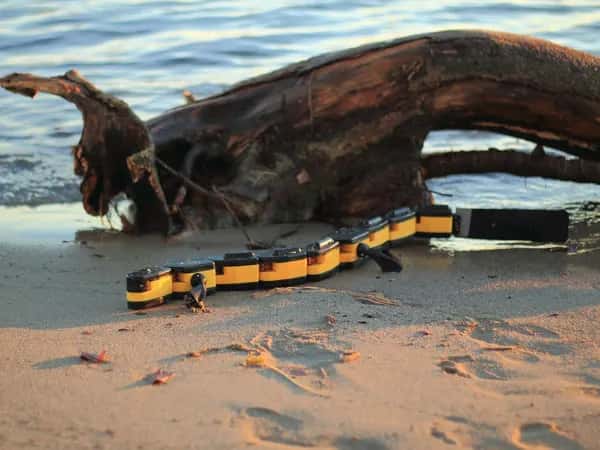 Salamandra robotica II — робот, вдохновлённый саламандрой, прогуливается по пляжу рядом с большим бревном и водой.