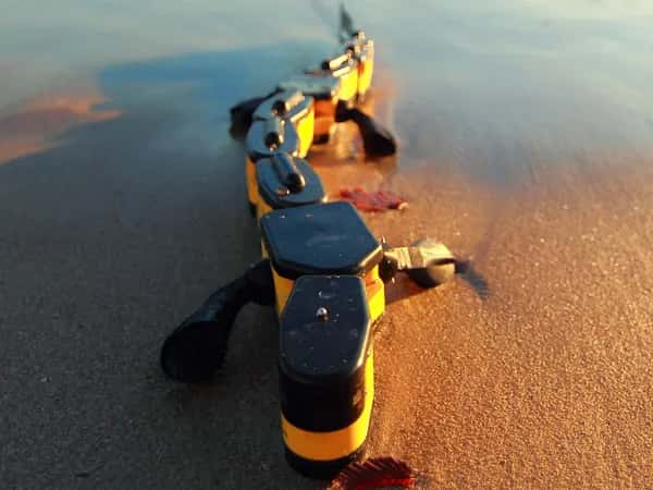 Salamandra robotica II — робот идёт по мокрому песку, приближаясь к камере.