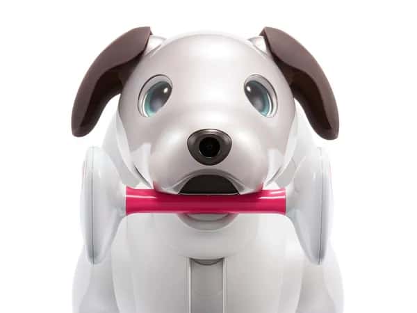 Aibo — белый робот-собака с голубыми глазами и коричневыми ушами, держащий во рту розово-белую игрушечную кость.